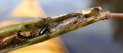 Lysathia ludoviciana