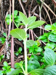 Spermacoce latifolia