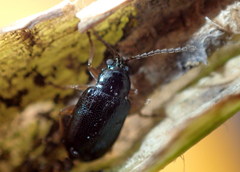 Lysathia ludoviciana