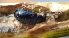 Lysathia ludoviciana
