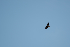 Haliaeetus leucocephalus