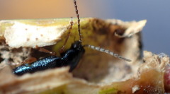 Lysathia ludoviciana