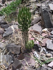 Austrocylindropuntia shaferi