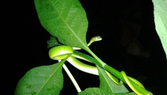 Ahaetulla mycterizans