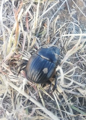 Dichotomius carolinus