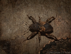 Methidrysis afflicta