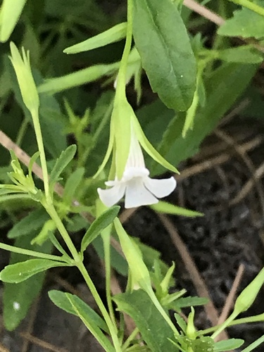 Clammy hedge hyssop (Gratiola neglecta)
