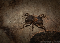 Methidrysis afflicta