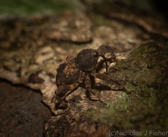 Methidrysis afflicta