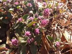 Gomphrena