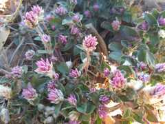 Gomphrena