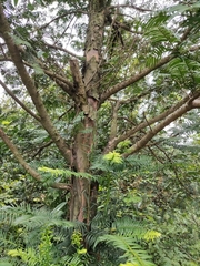 Taxus chinensis