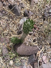 Austrocylindropuntia shaferi