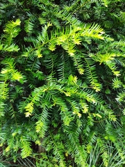 Taxus chinensis