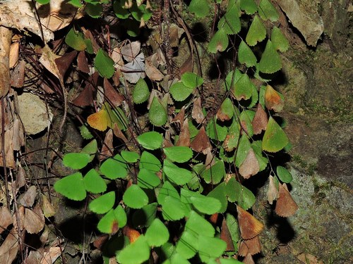 Image of Mono-Sorus Maidenhair Fern (Adiantum monochlamys) by (c) Jacy Chen, some rights reserved (CC BY)