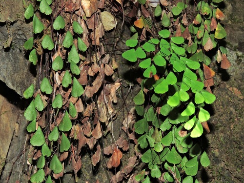 Image of Adiantum monochlamys by (c) Jacy Chen, some rights reserved (CC BY)
