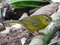 Myiothlypis chlorophrys
