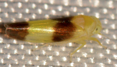 Alebra bicincta