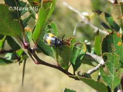 Monocesta ducalis