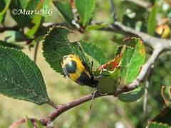 Monocesta ducalis