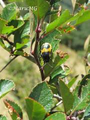 Monocesta ducalis