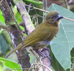 Chlorothraupis stolzmanni