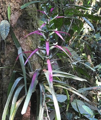 Guzmania wittmackii
