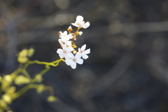 Drosera myriantha