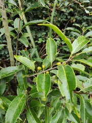 Ilex chinensis