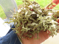 Platismatia stenophylla