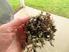 Platismatia stenophylla