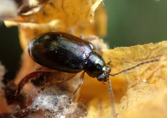 Lysathia ludoviciana