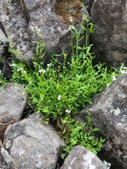 Rorippa dictyosperma