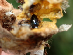 Lysathia ludoviciana
