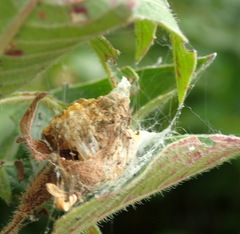 Lysathia ludoviciana