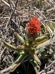 Sinningia allagophylla