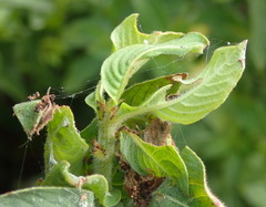 Lysathia ludoviciana