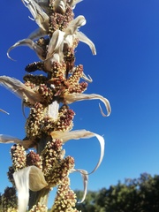 Dasylirion acrotrichum