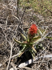 Sinningia allagophylla