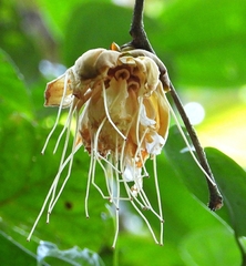 Browneopsis disepala