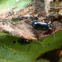 Lysathia ludoviciana