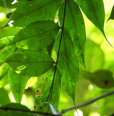 Browneopsis disepala