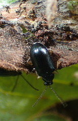 Lysathia ludoviciana