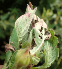 Lysathia ludoviciana