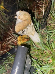 Phallus merulinus