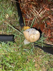 Phallus merulinus