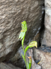 Pterostylis melagramma
