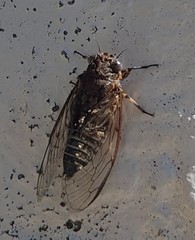 Physeema quadricincta