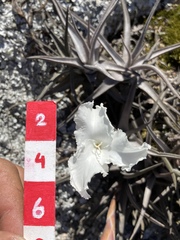 Tillandsia xiphioides