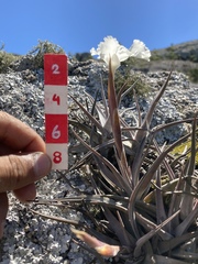 Tillandsia xiphioides